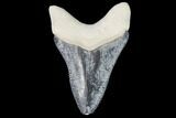 Serrated, Bone Valley Megalodon Tooth - Florida #99822-1